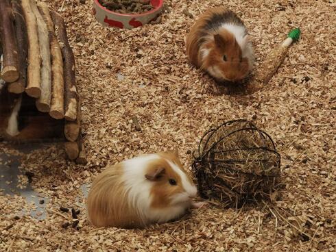 Logiciel de caisse pour animaleries